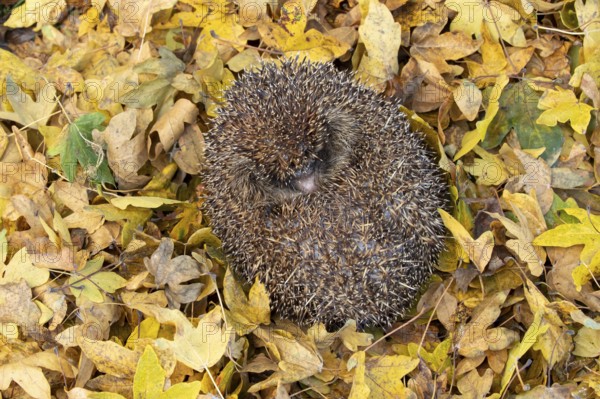 European hedgehog (Erinaceus europaeus) adult animal sleeping curled up in a ball during hibernation on fallen autumn leaves in a garden, England, United Kingdom
