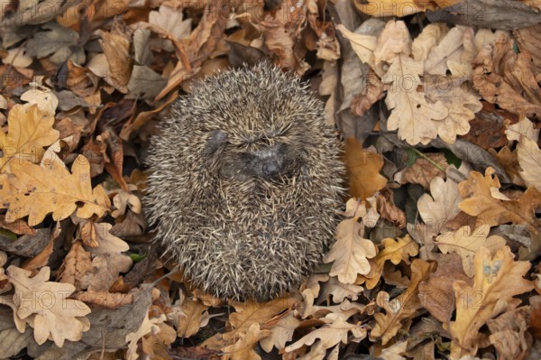 European hedgehog (Erinaceus europaeus) adult animal curled up in a ball during hibernation on fallen autumn leaves in a garden, England, United Kingdom