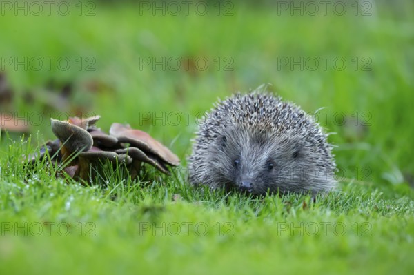 European hedgehog (Erinaceus europaeus) adult animal on a garden grass lawn next to fungi in autumn, England, United Kingdom