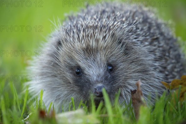 European hedgehog (Erinaceus europaeus) adult animal on a garden grass lawn in autumn, England, United Kingdom