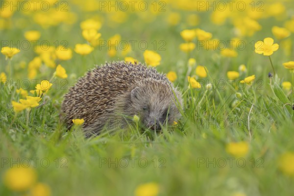 European hedgehog (Erinaceus europaeus) adult animal in a wildflower meadow with Buttercup flowers in spring, England, United Kingdom