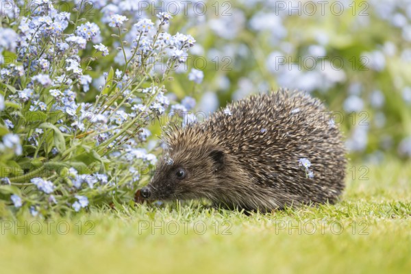European hedgehog (Erinaceus europaeus) adult animal next to a garden flower border with Forget-me-not flowers in spring, England, United Kingdom
