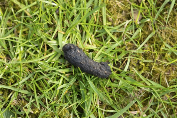 European hedgehog (Erinaceus europaeus) adult animal poo or dung or scat on a garden grass lawn, England, United Kingdom