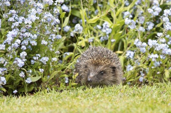 European hedgehog (Erinaceus europaeus) adult animal emerging from a garden flower border with Forget-me-not flowers in spring, England, United Kingdom