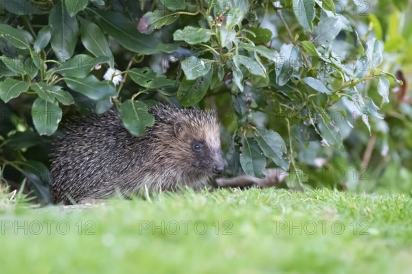 European hedgehog (Erinaceus europaeus) adult animal emerging from under a garden border in spring, England, United Kingdom