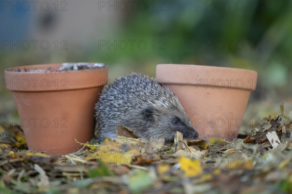 European hedgehog (Erinaceus europaeus) adult animal walking between two garden plant pots in autumn, England, United Kingdom