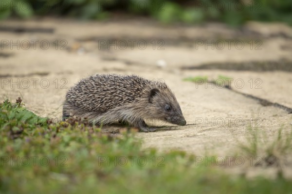 European hedgehog (Erinaceus europaeus) juvenile baby animal on a garden path in summer, England, United Kingdom