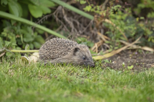 European hedgehog (Erinaceus europaeus) juvenile baby animal in a garden in summer, England, United Kingdom