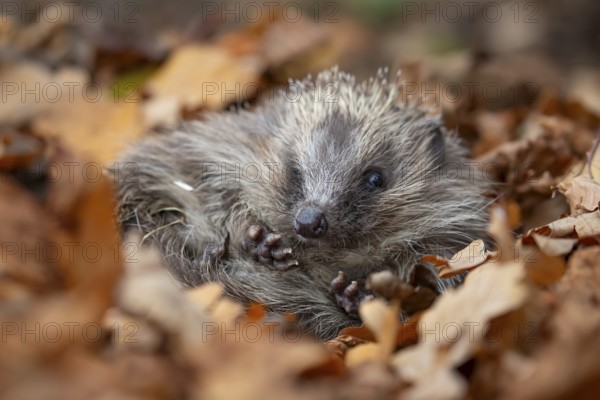 European hedgehog (Erinaceus europaeus) adult animal curled up in a ball on fallen autumn leaves in a garden, England, United Kingdom