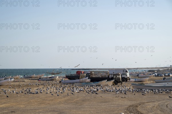 Seagulls on the beach, fishing boats and trucks, Oman