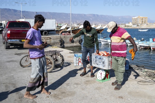Fishing boats in Mirbat harbour, fish is sorted and weighed, Oman
