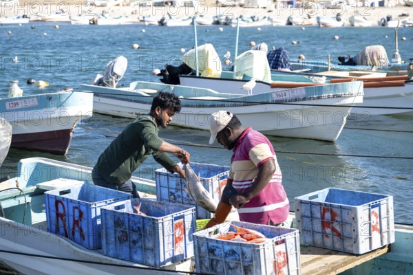 Fishing boats in Mirbat harbour, fish is sorted, Oman