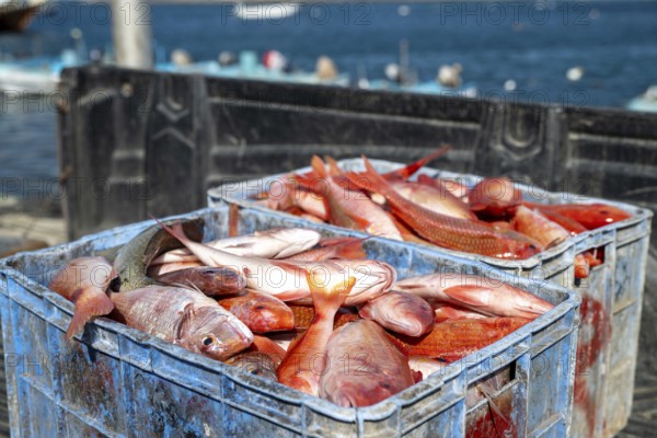 Fishing boats in Mirbat harbor, fish in transport boxes, Oman