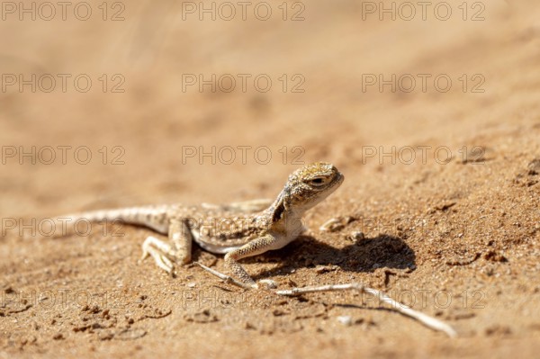 Gecko (Gekkonidae) in desert, Rhub al Khali, Oman
