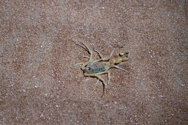 Scorpio in the desert, Rhub al Khali, Emty Quarter, Empty Quarter, Grandma