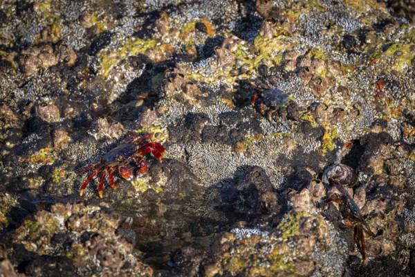 Red rock crab (Grapsus adscensionis) sitting on rock, coast, Omabn