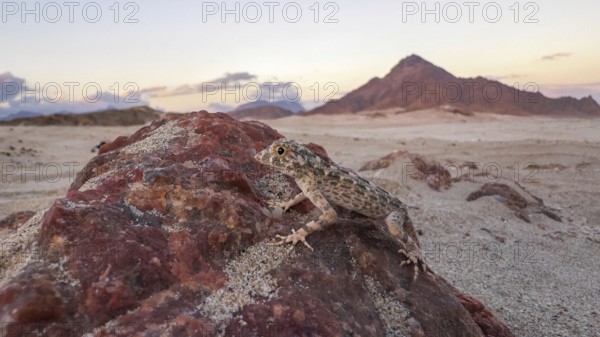 Rock semaphore gecko (Pristurus rupestris), sitting on rocks, Oman