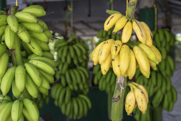 Fruit stand with bananas, Oman