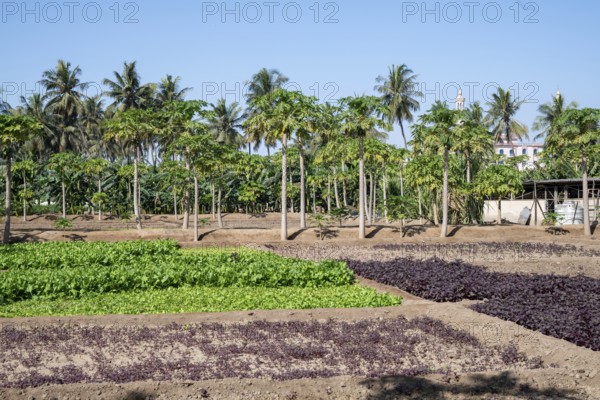 Fruit and vegetable plantation, Salalah, Oman