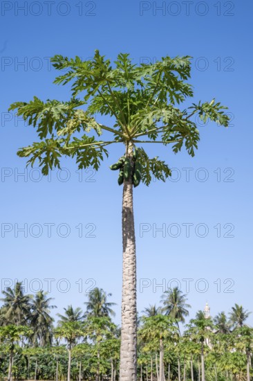 Pawpaw (Carica papaya), tree with fruit, plantation, Salalah, Oman
