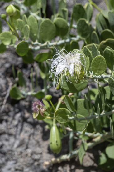 Flower, Caper bush (Capparis spinosa), Oman