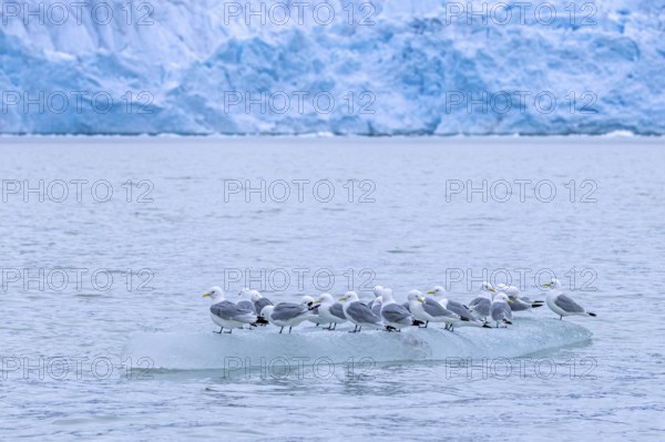 Black-legged kittiwakes (Rissa tridactyla) flock in breeding plumage resting on ice floe in the Arctic Ocean in summer, Svalbard, Spitsbergen, Norway