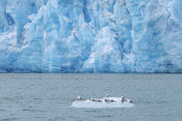 Black-legged kittiwakes (Rissa tridactyla) flock resting on ice floe in front of glacier wall along the Arctic Ocean in summer, Svalbard, Spitsbergen
