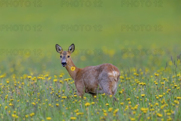 European roe deer (Capreolus capreolus) female, doe eating dandelion flower in meadow, grassland with wildflowers in spring