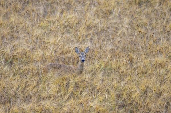 European roe deer (Capreolus capreolus) female, doe showing camouflage colours while foraging in wheat field, cornfield in summer