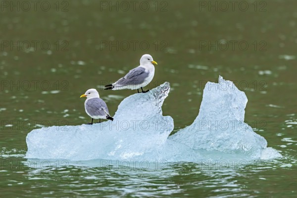 Two black-legged kittiwakes (Rissa tridactyla) in breeding plumage resting on ice floe in the Arctic Ocean in summer, Svalbard, Spitsbergen, Norway
