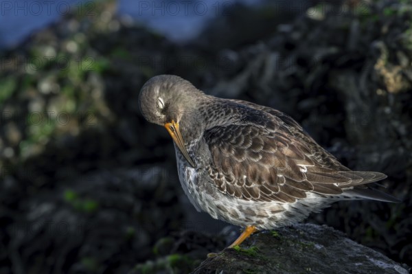 Purple sandpiper (Calidris maritima) in non-breeding plumage preening feathers among rocks on rocky shore along the North Sea coast in winter