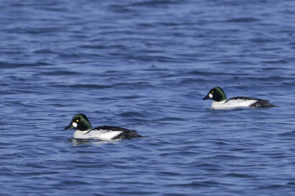 Common goldeneyes (Bucephala clangula) two adult males swimming in sea water along the North Sea coast in winter
