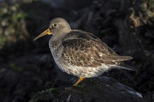 Purple sandpiper (Calidris maritima) in non-breeding plumage resting among rocks on rocky shore along the North Sea coast in winter