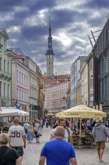 17th century belfry of the town hall and tourists in shopping street of the Old Town of the capital city Tallinn in summer, Harju County, Estonia