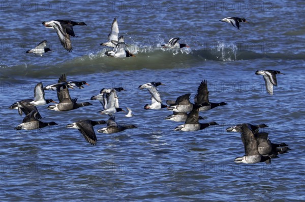 Pale-bellied brant geese (Branta bernicla hrota) flying among brent geese and common pied oystercatchers along the North Sea coast in winter
