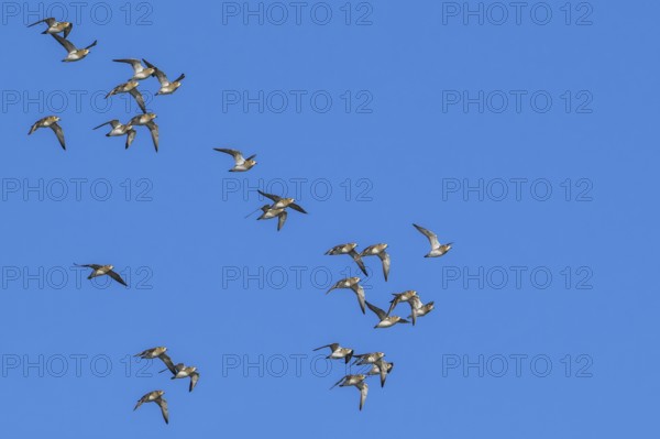 European golden plovers (Pluvialis apricaria) flock in non-breeding plumage in flight against blue sky along North Sea coast in winter