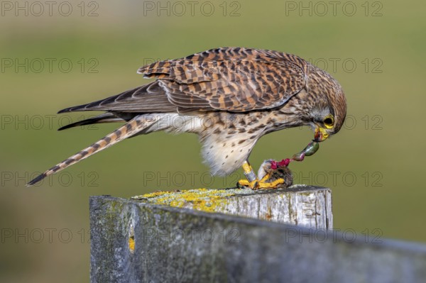 Common kestrel / European kestrel (Falco tinnunculus) female perched on wooden fence post tearing out intestines from caught vole prey while eating