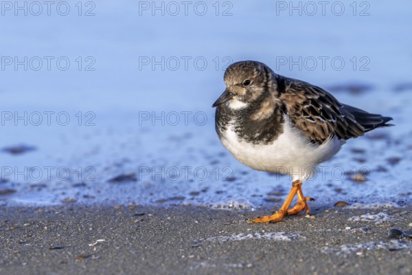 Ruddy turnstone (Arenaria interpres) adult in winter plumage foraging for invertebrates in swash zone / forewash on sandy beach along North Sea coast
