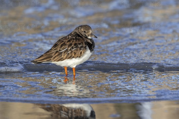 Ruddy turnstone (Arenaria interpres) adult in winter plumage foraging in shallow water for crustaceans in swash zone / forewash along North Sea coast