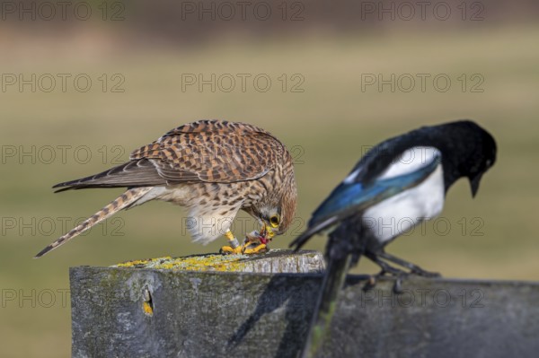Common kestrel / European kestrel (Falco tinnunculus) female perched on wooden fence post eating caught vole prey next to Eurasian magpie (Pica pica)