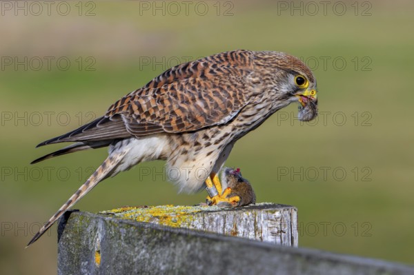 Common kestrel / European kestrel (Falco tinnunculus) female perched on wooden fence post eating caught vole prey
