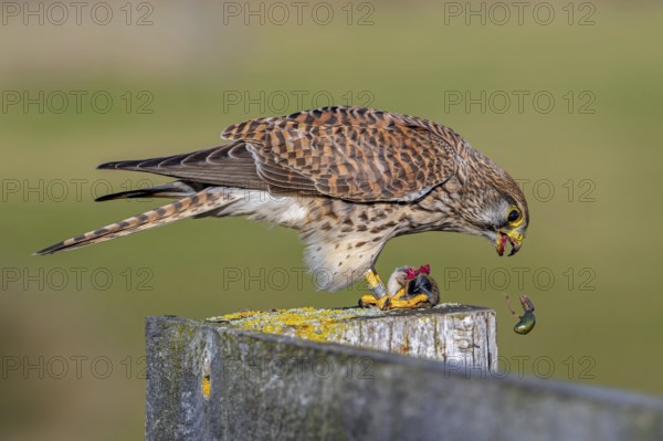 Common kestrel, European kestrel (Falco tinnunculus) female perched on wooden fence post tearing out intestines from caught vole prey while eating