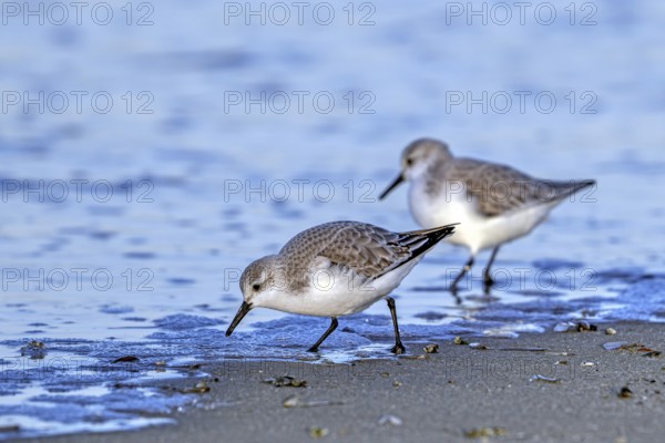 Two sanderlings (Calidris alba) adults in winter plumage foraging for crustaceans in swash zone / forewash on sandy beach along the North Sea coast