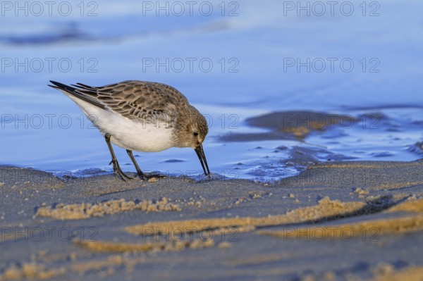 Dunlin (Calidris alpina) adult in winter plumage foraging for invertebrates in swash zone / forewash on sandy beach along North Sea coast at sunset