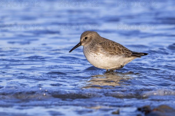Dunlin (Calidris alpina) adult in winter plumage foraging in shallow water for worms and crustaceans in swash zone / forewash along North Sea coast