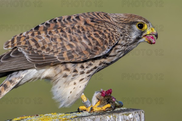 Common kestrel showing its anvil-shaped tongue with backward-facing conical papillae to facilitate swallowing and prevent food from being regurgitated