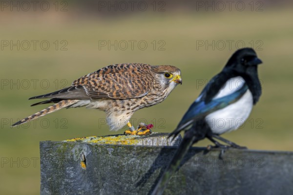 Common kestrel, European kestrel (Falco tinnunculus) female perched on wooden fence post eating caught vole prey next to Eurasian magpie (Pica pica)