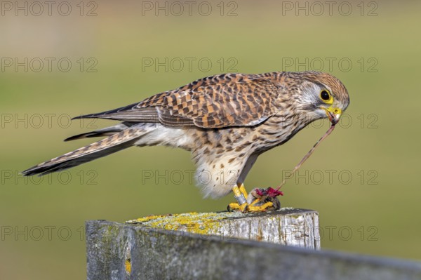 Common kestrel / European kestrel (Falco tinnunculus) female perched on wooden fence post tearing out intestines from caught vole prey