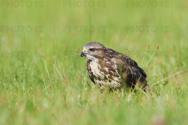 Common buzzard (Buteo buteo) sitting in a meadow and eating gnats (Tipulidae), North Rhine-Westphalia, Germany