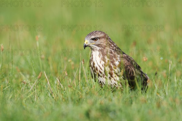 Common buzzard (Buteo buteo) sitting in a meadow, North Rhine-Westphalia, Germany